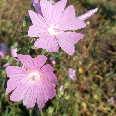 Malva alcea — flower