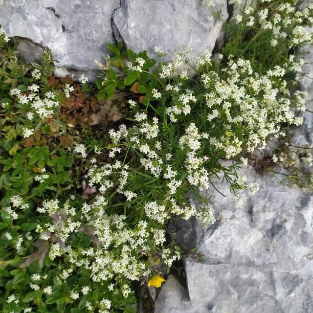 Galium anisophyllon — flower
