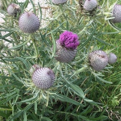 Cirsium eriophorum — flower