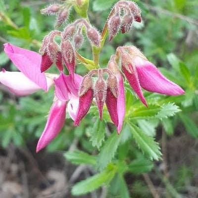Ononis fruticosa — flower