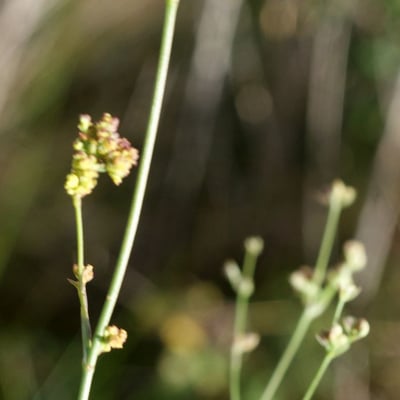 Bupleurum tenuissimum — flower