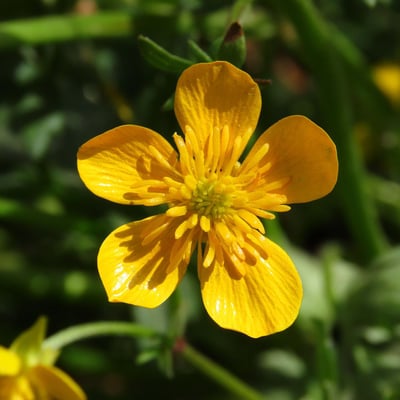 Ranunculus sardous — flower