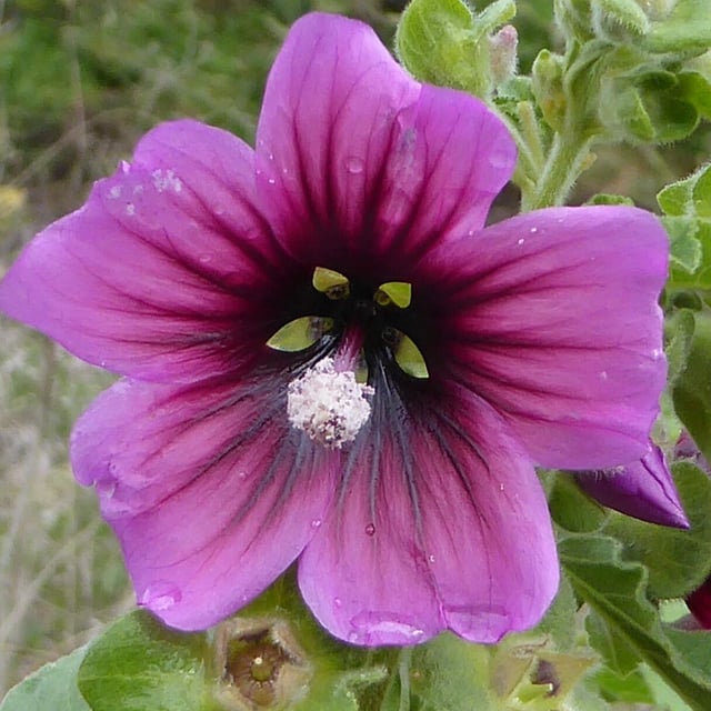 Malva arborea — flower