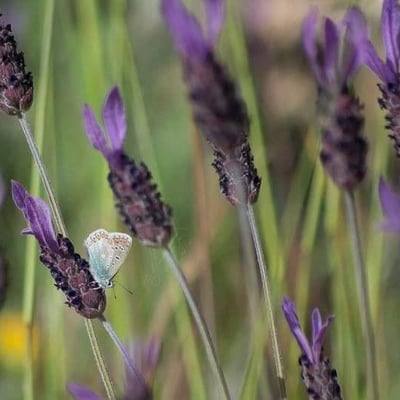 Lavandula stoechas — flower