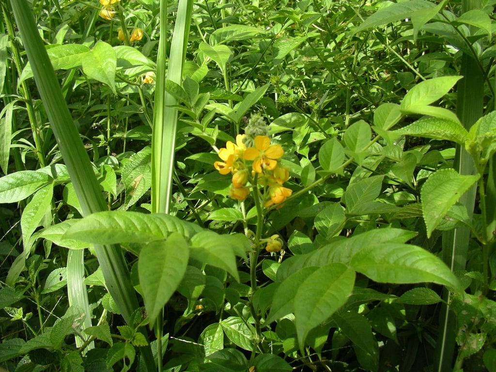 Woolly senna