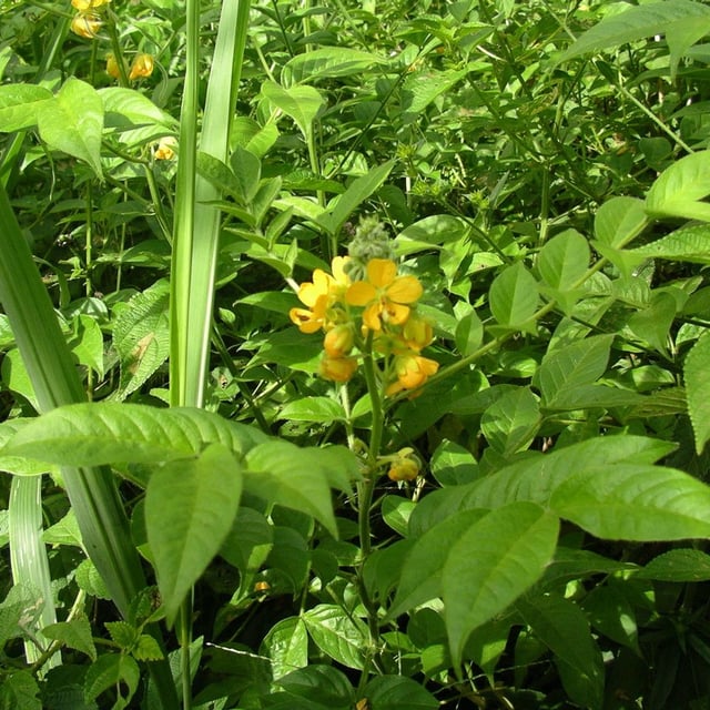 Senna hirsuta — flower