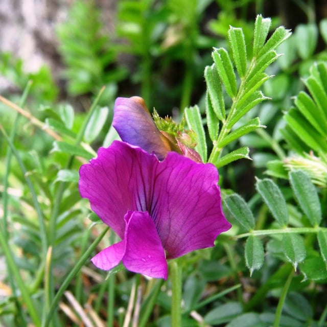 Vicia pyrenaica — flower