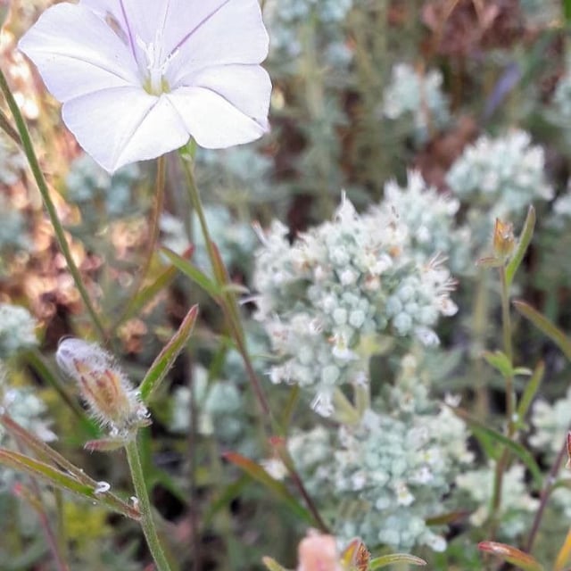 Teucrium polium — flower
