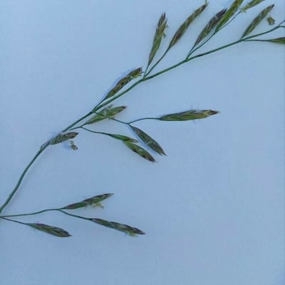 Festuca pratensis — flower