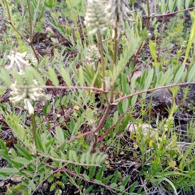 Astragalus canadensis — flower