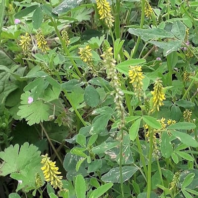 Melilotus indicus — flower