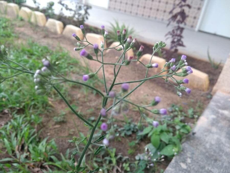 Little ironweed
