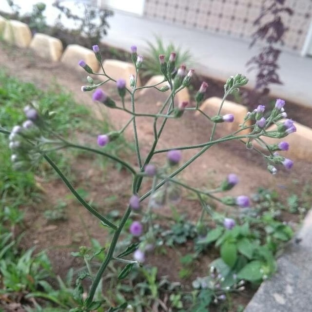 Cyanthillium cinereum — flower