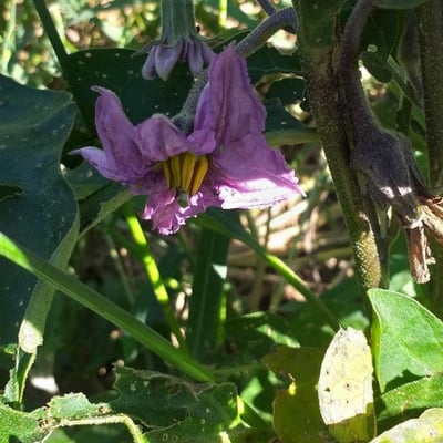 Solanum melongena — flower