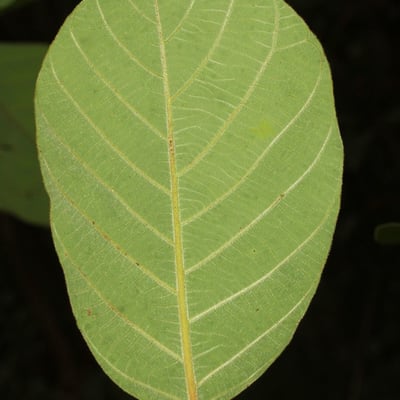 Litsea monopetala — leaf