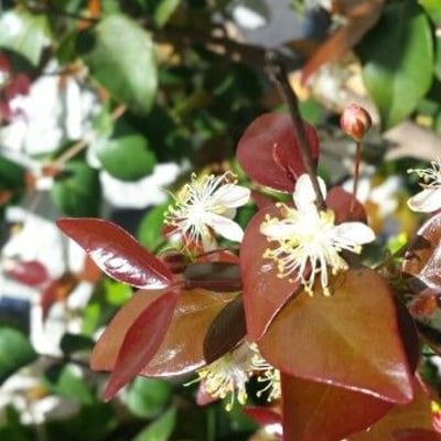 Eugenia uniflora — flower