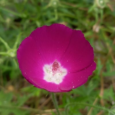 Callirhoe involucrata — flower