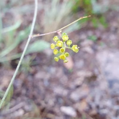 Bupleurum rigidum — flower
