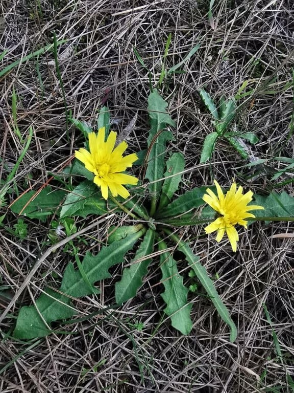 Hawkbit