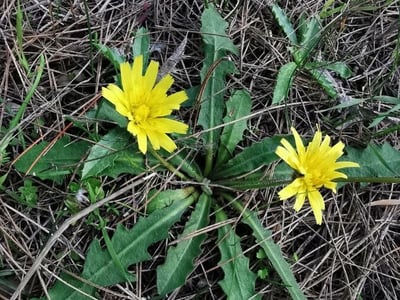 Hawkbit