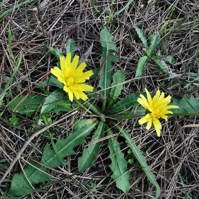 Leontodon tuberosus — flower