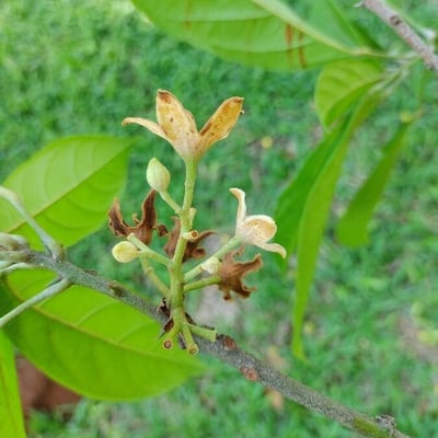 Cola acuminata — flower