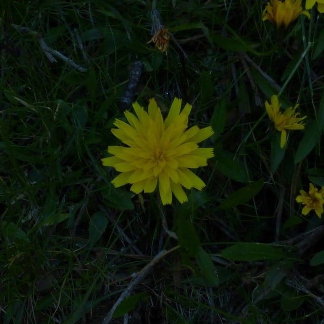 Scorzoneroides pyrenaica — flower