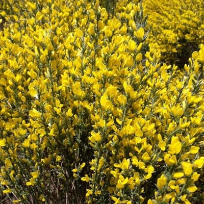 Genista cinerea — flower