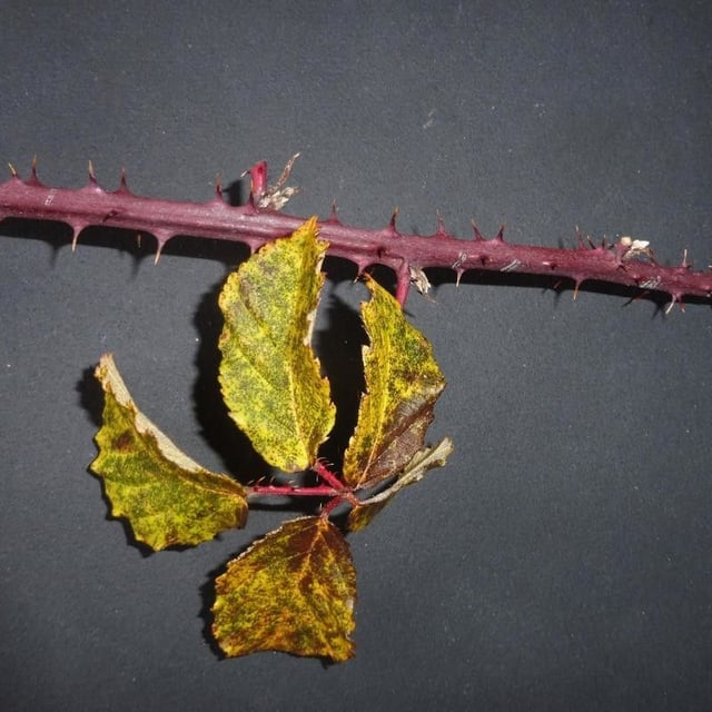 Rubus plicatus — flower