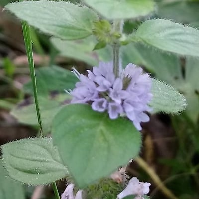 Mentha arvensis — flower