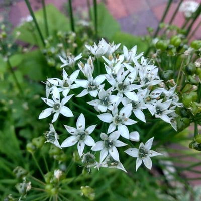 Allium tuberosum — flower