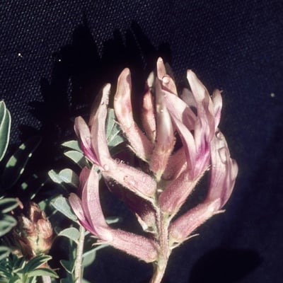 Astragalus crassicarpus — flower