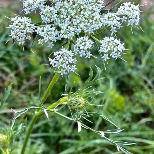 Aethusa cynapium — flower