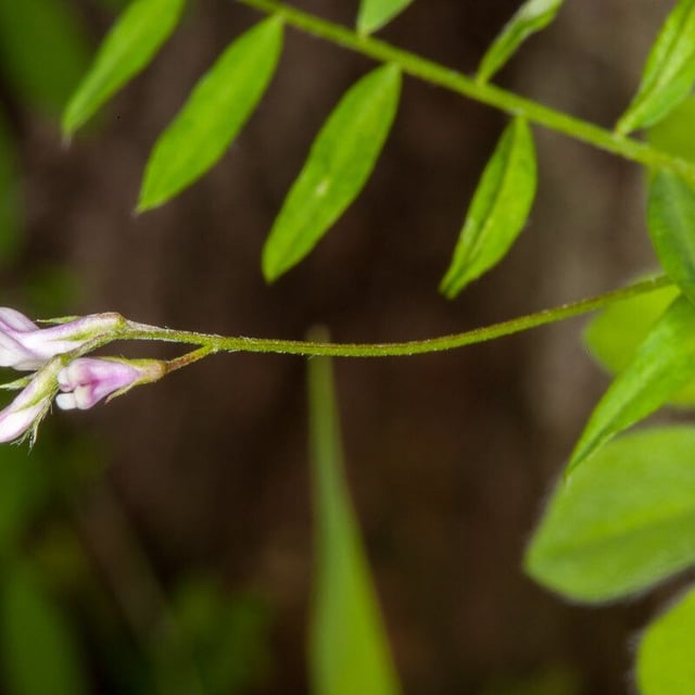 Vicia pubescens — flower