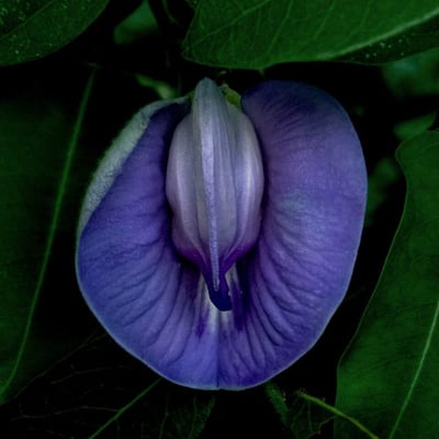 Centrosema virginianum — flower