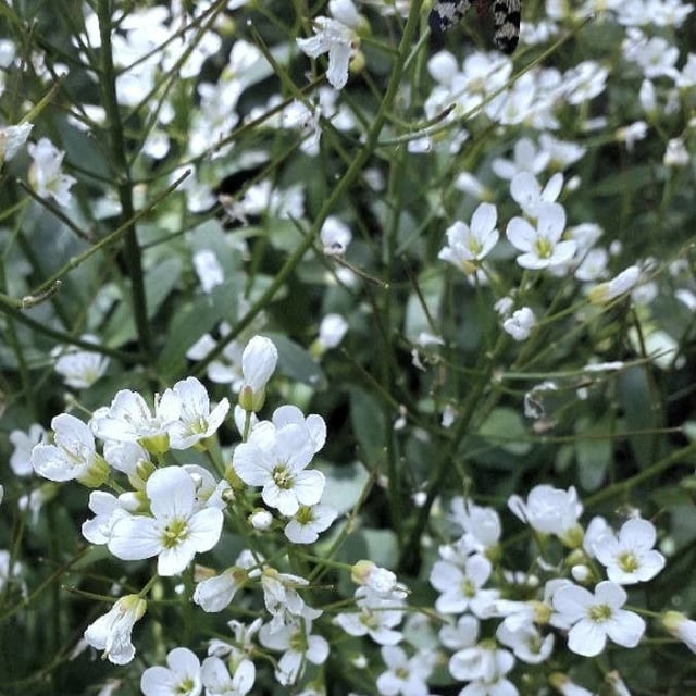 Nasturtium officinale — flower