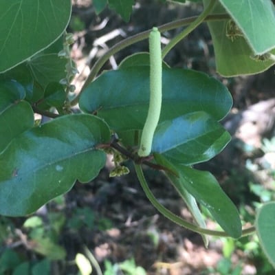 Piper tuberculatum — flower