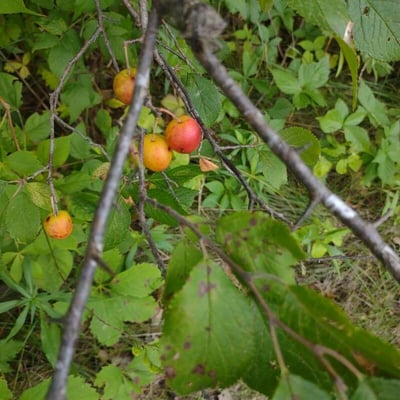 Prunus americana — fruit