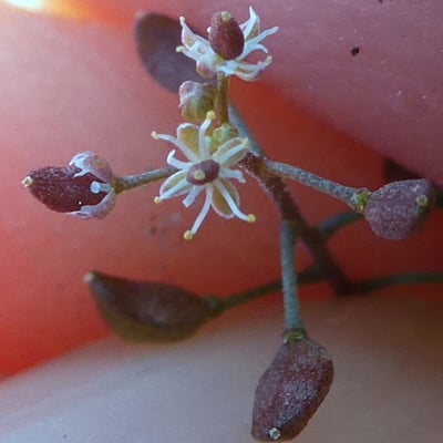 Hornungia petraea — flower