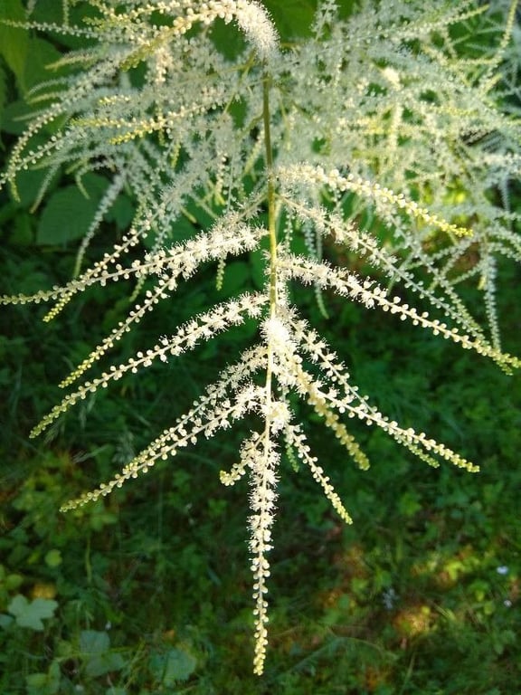 Goat's-beard