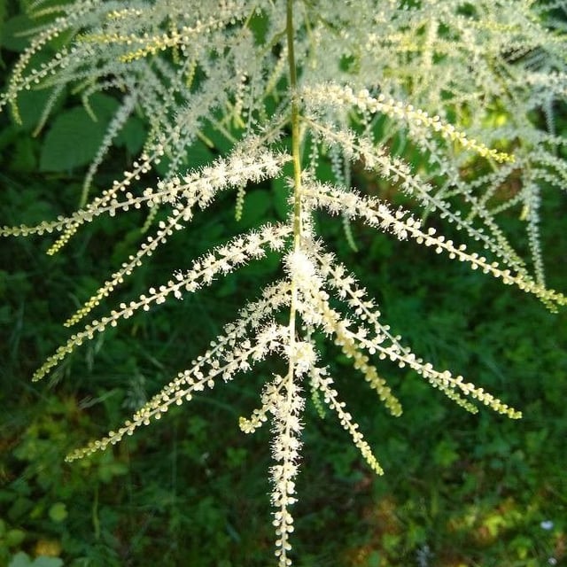Aruncus dioicus — flower