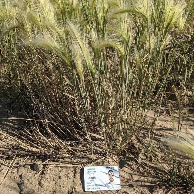 Hordeum jubatum — flower