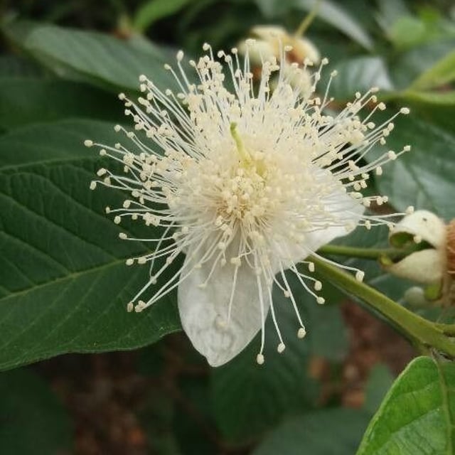 Psidium guajava — flower