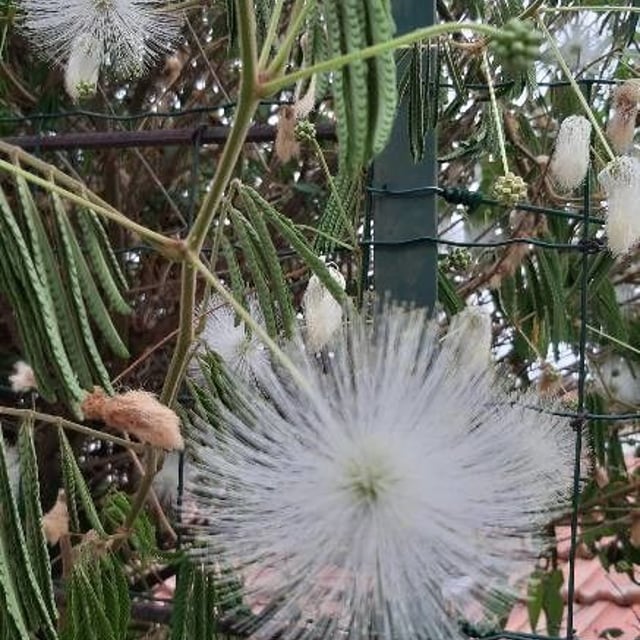 Albizia lebbeck — flower