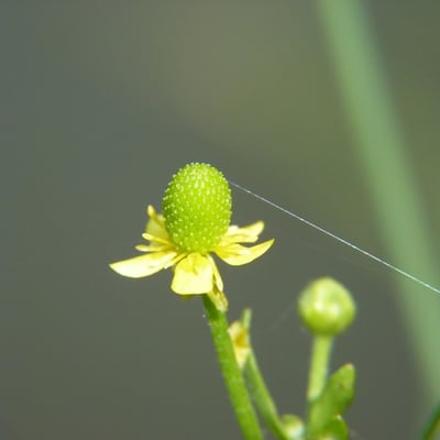 Ranunculus sceleratus — flower