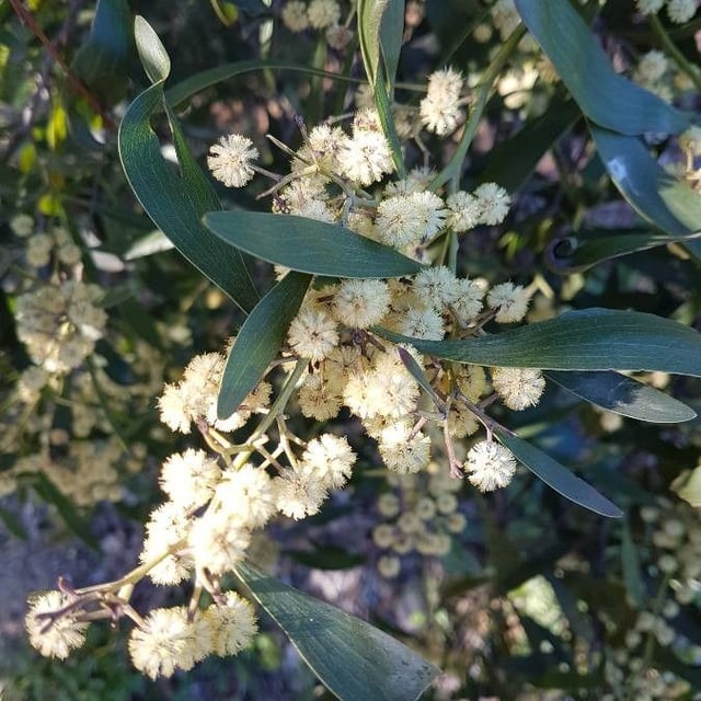 Acacia melanoxylon — flower