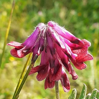 Vicia benghalensis — flower