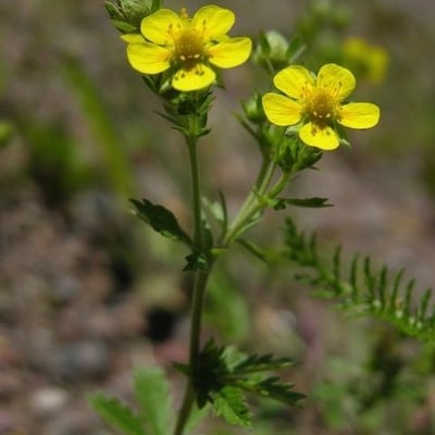 Potentilla intermedia — flower