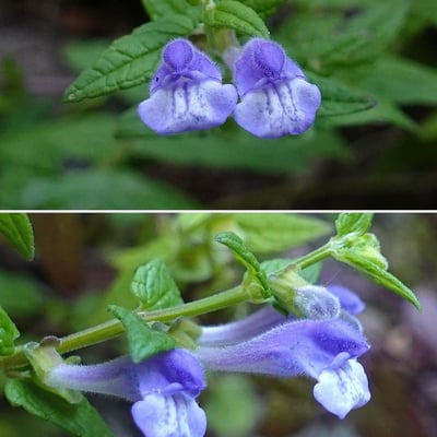 Scutellaria galericulata — flower