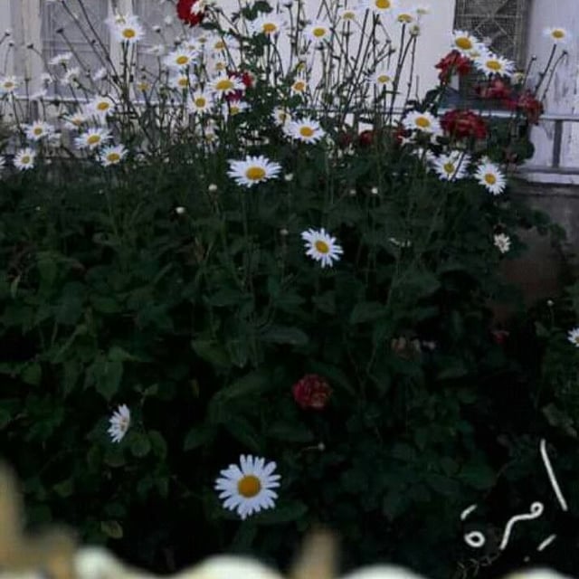 Leucanthemum adustum — flower
